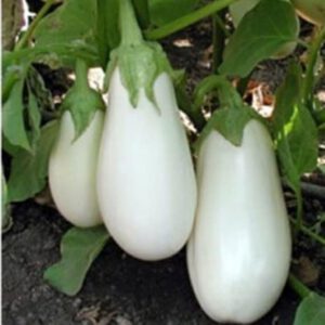 Rare pure white heirloom eggplant "Aysberg" organic seed