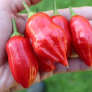 Rare Aji Rain Forest pepper Organic Seeds