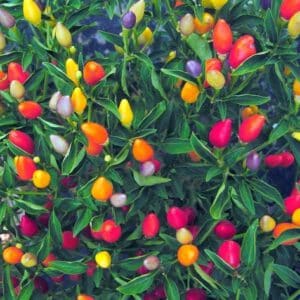 Beautiful Numex Twilight Pepper Seeds
