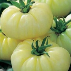 White Beauty Tomato Seeds Heirloom Organic Online Shop