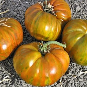 Big Zebra Tomato Seeds | Organic | Open-Pollinated