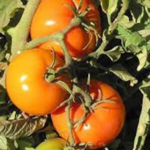 Caro Rich Tomato Seeds | Heirloom | Organic