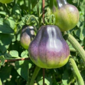 Blue Pear Heirloom Tomato Premium Seeds