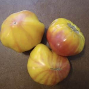 Old German Tomato Seeds | Heirloom | Organic