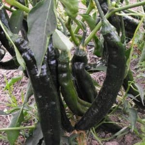 Pasilla Bajio Pepper Seeds | Hot | Heirloom | Organic