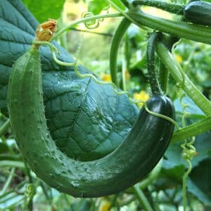 Chinese Snake Curved Cucumber Seeds | Organic