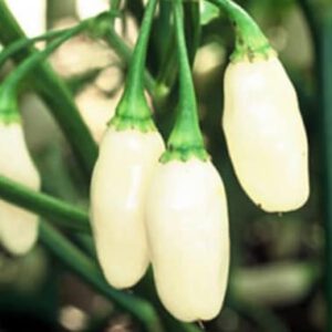 White Habanero Pepper Seeds | Heirloom | Organic