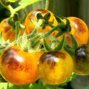 Indigo Gold Berries Tomato Seeds