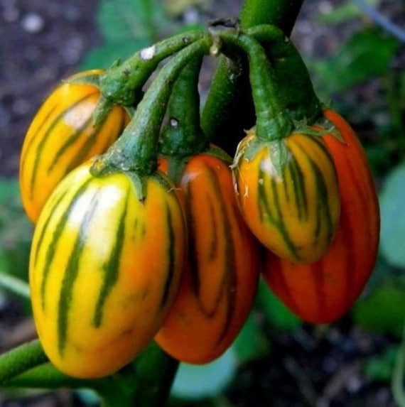 Striped Togo Eggplant Seeds | Heirloom | Organic
