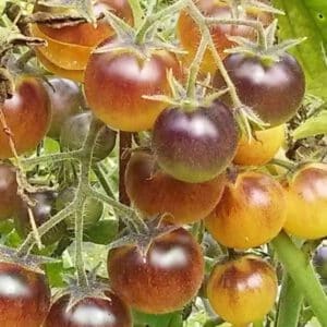 Indigo Cream Berries Tomato Seeds