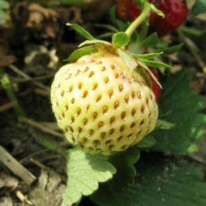 Yellow Strawberry Organic Seeds - Heirloom, Non GMO