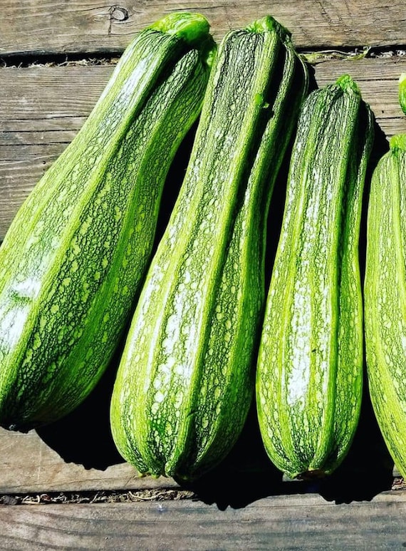 Costata Romanesco Zucchini Seeds Heirloom Organic Summer Squash