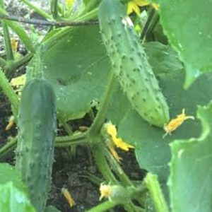 Marketmore 76 Cucumber Seeds Heirloom Organic