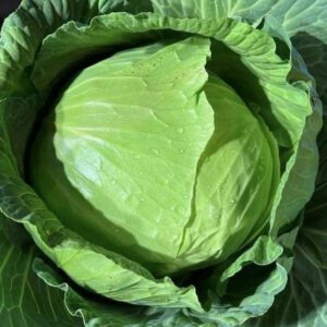 Late Flat Dutch Cabbage Seeds Heirloom Organic
