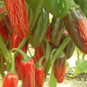Tam Jalapeno Pepper Seeds | Hot | Organic