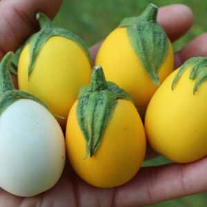 Easter Egg dwarf eggplant seeds