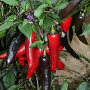 Dracula rare hot pepper organic seeds