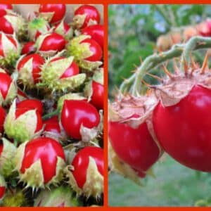 Litchi Tomato Organic Seeds