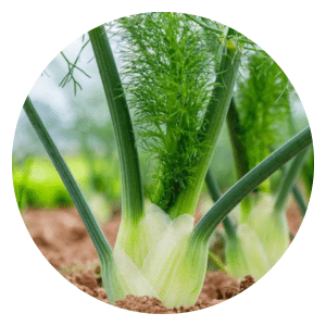 organic fennel gardening