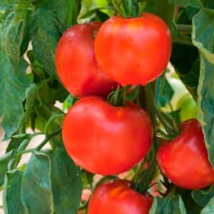 Traveler 76 Tomato Seeds | Organic