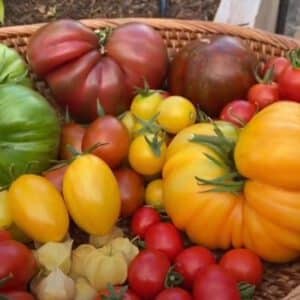 Collection Heirloom Tomato Seeds