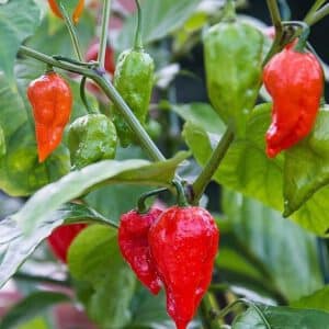 Ghost Pepper/ Bhut Jolokia Pepper Seeds