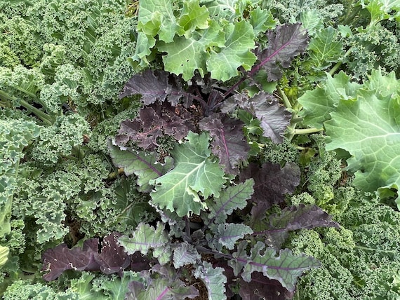 Kale Mix Organic Seeds
