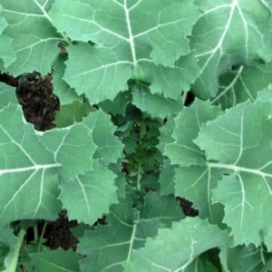 Premier Kale Seeds Organic