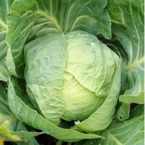 Early Round Dutch Cabbage Seeds Heirloom Organic