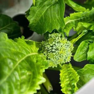 Early Fall Rapini Broccoli Seeds Heirloom Organic
