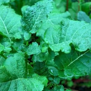 Ethiopian Kale Seeds | Heirloom | Organic