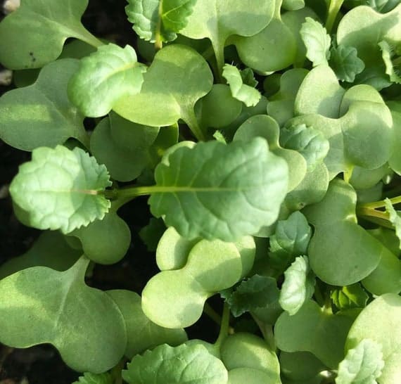 Ethiopian Kale Seeds | Heirloom | Organic
