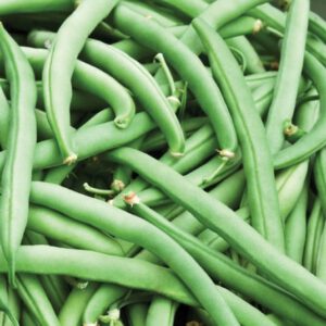 Tendergreen Improved Green Bush Bean Seeds Heirloom Organic