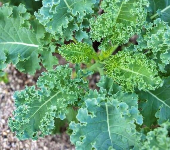 White Russian Kale Seeds | Organic