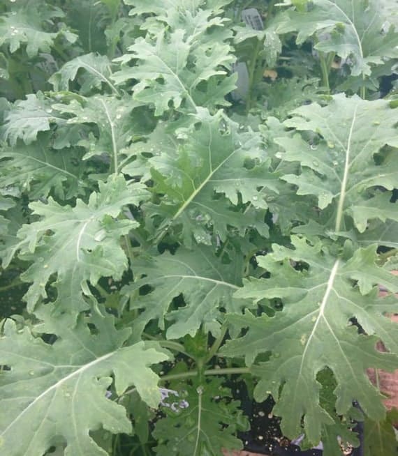 White Russian Kale Seeds | Organic