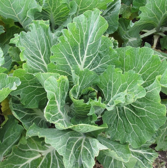 Portuguese Kale Seeds Heirloom Organic