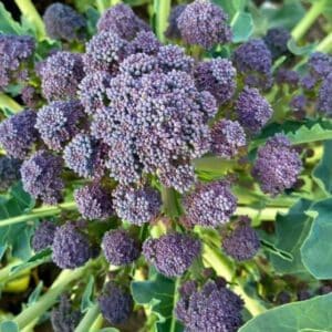 Purple Sprouting Broccoli Seeds | Heirloom | Organic