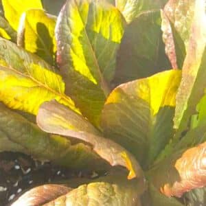 Cimmaron Romaine Lettuce Seeds Heirloom