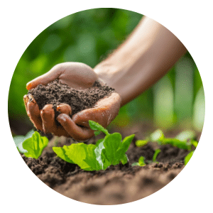 Organic Fertilizer For Vegetables