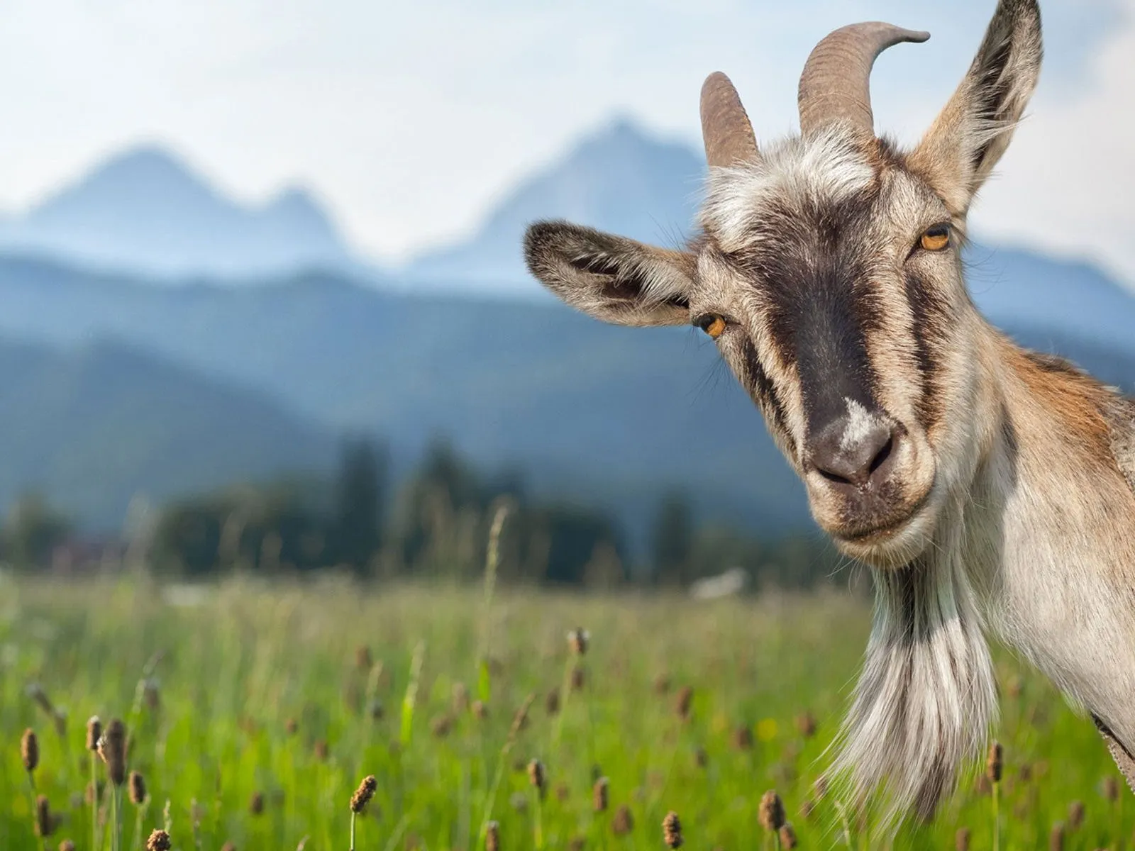 Goat Manure